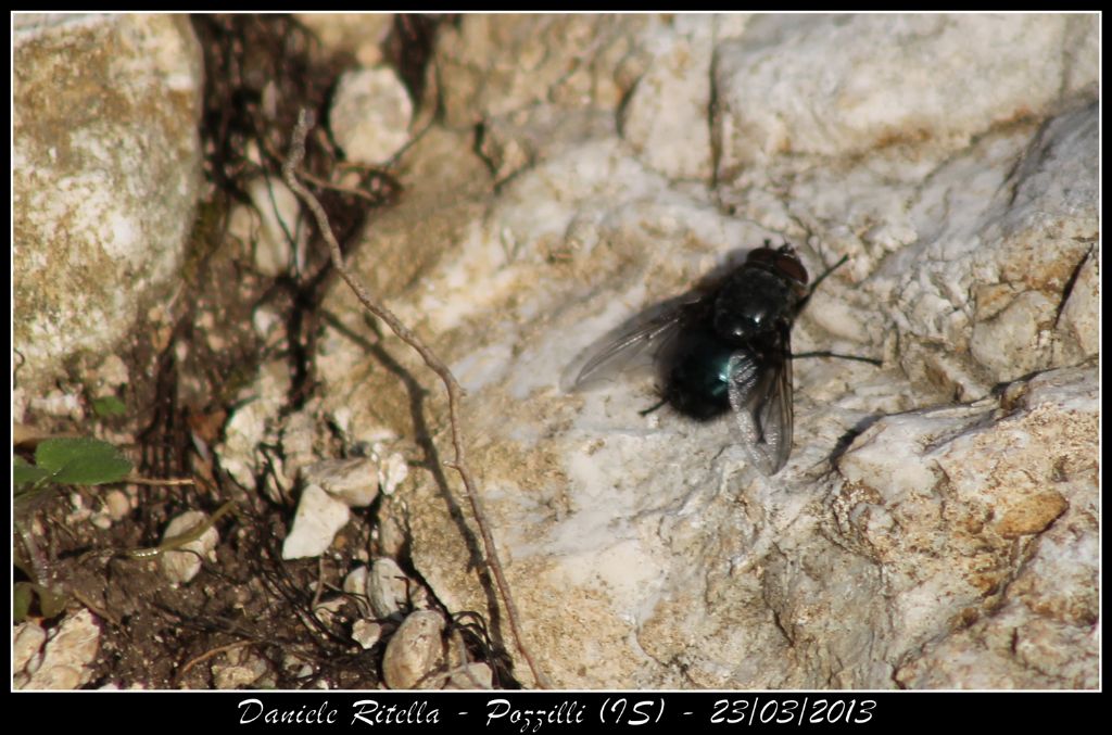 Calliphora sp